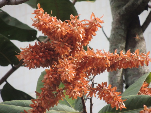 Triplaris americana, photograph 6