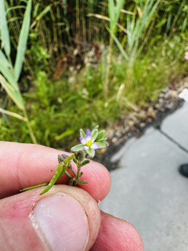 Saltmarsh Sand Spurry