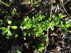 Moehringia trinervia
