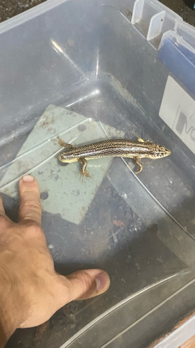 Great Plains Skink