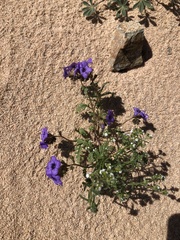 Phacelia fremontii