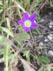 Campanula hierosolymitana