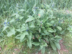 Pentaglottis sempervirens
