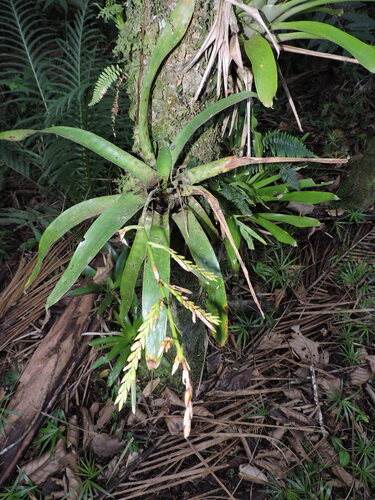 Racinaea spiculosa, photograph 4