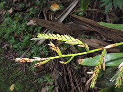 Racinaea spiculosa, photograph (c) Fabrício Mil Homens Riella, some rights reserved (CC BY)