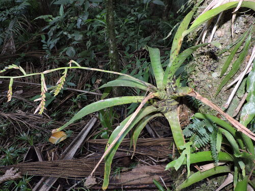 Racinaea spiculosa, photograph 2