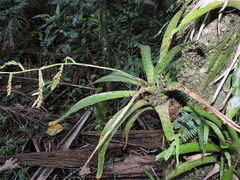 Racinaea spiculosa, photograph (c) Fabrício Mil Homens Riella, some rights reserved (CC BY)