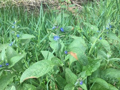 Pentaglottis sempervirens