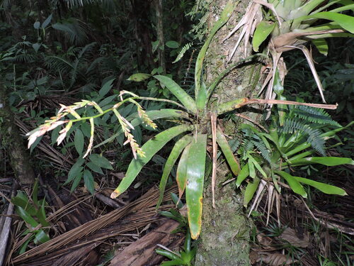 Racinaea spiculosa