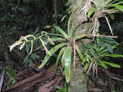 Racinaea spiculosa