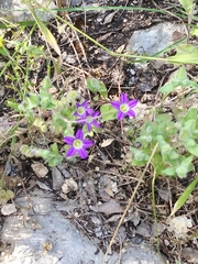 Campanula hierosolymitana