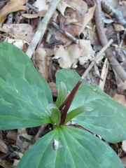 Trillium gracile