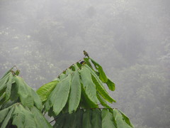 Spinus xanthogastrus