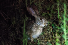 Lepus victoriae