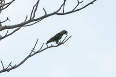 Poicephalus fuscicollis