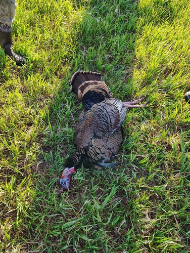 Rio Grande Wild Turkey