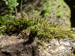 Cryphaea heteromalla