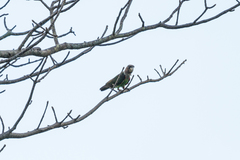 Poicephalus fuscicollis