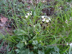 Arabidopsis arenosa