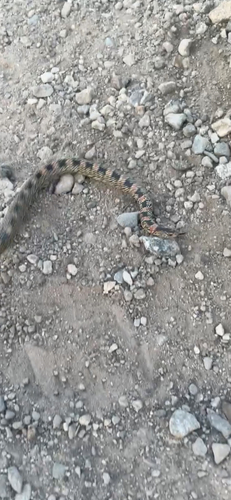 Long-nosed Snake