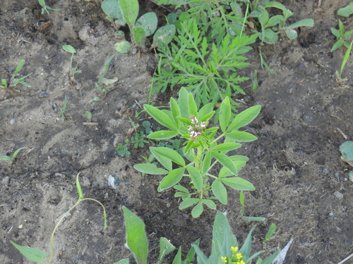 Polanisia dodecandra