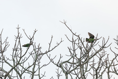 Poicephalus fuscicollis
