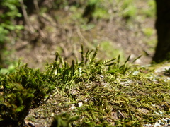 Cryphaea heteromalla
