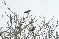 Poicephalus fuscicollis