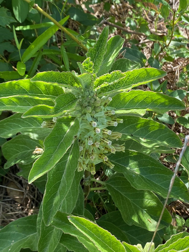 Asclepias oenotheroides