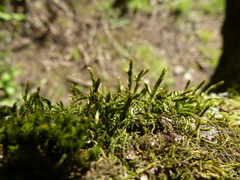Cryphaea heteromalla