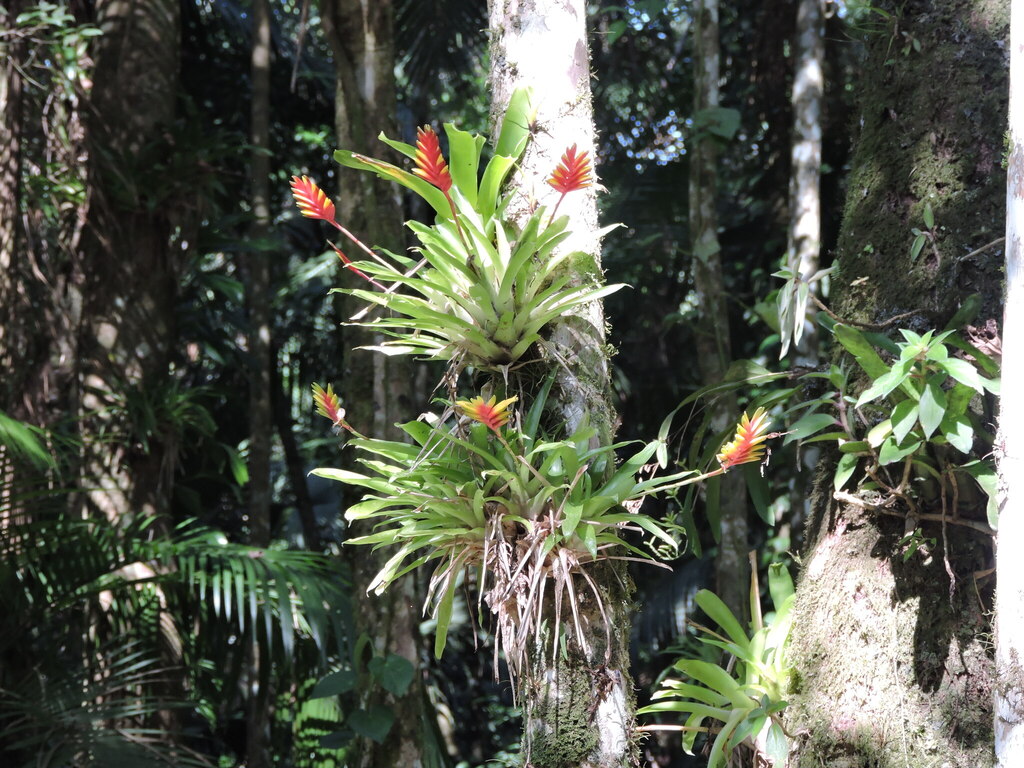 Vriesea carinata; photograph (c) Fabrício Mil Homens Riella, some rights reserved (CC BY)