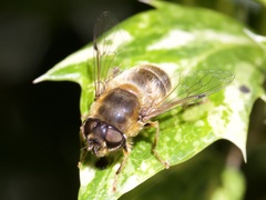 Eristalis pertinax