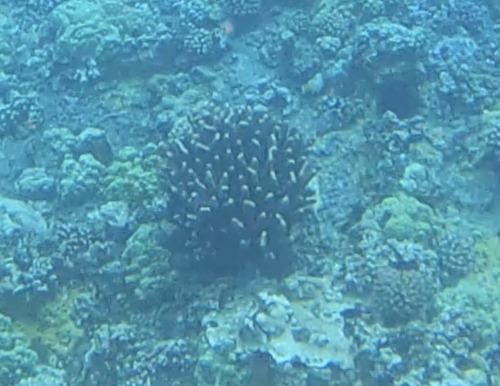 Pocillopora grandis observed 2026-06-10