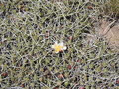 Maihuenia patagonica