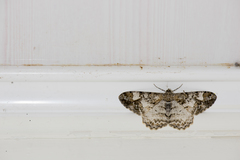 Alcis admissaria