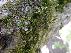 Cryphaea heteromalla