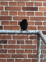Turdus merula