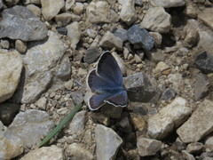 Glaucopsyche astraea