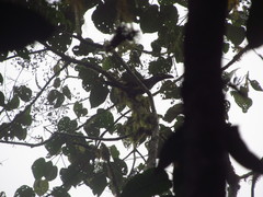 Andigena laminirostris