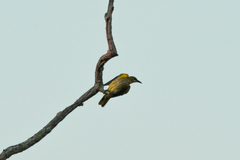 Oriolus auratus