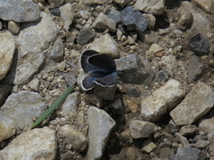 Glaucopsyche astraea