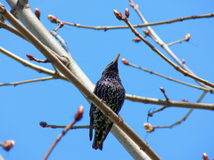 Sturnus vulgaris