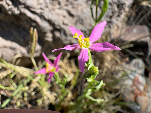 Arizona centaury