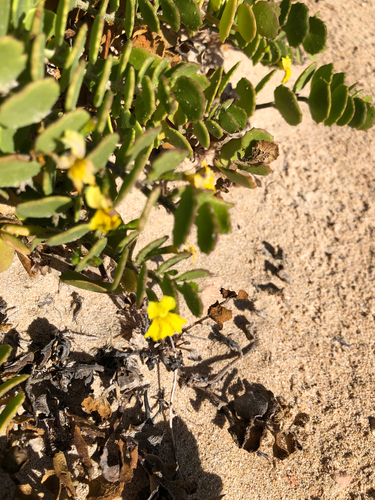 Sticky Goodenia