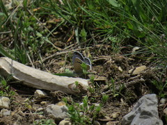 Glaucopsyche astraea