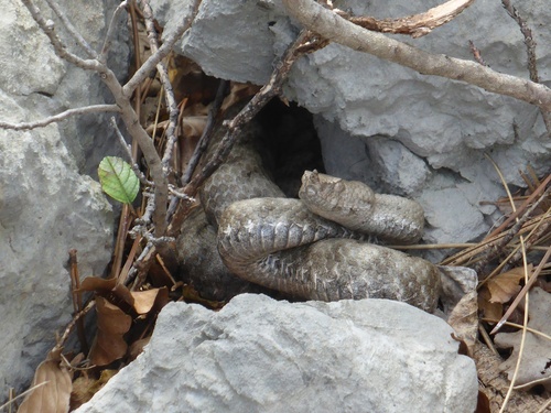 Poskok (Vipera ammodytes)