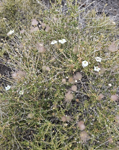 Apache plume