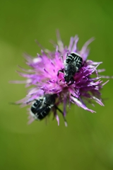 Trichiotinus texanus