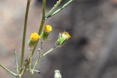 Senecio leptophyllus
