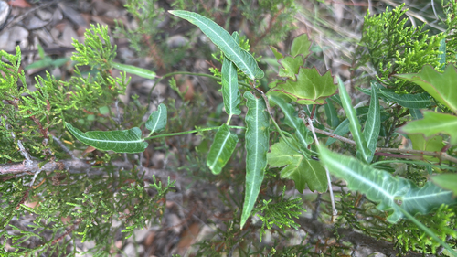 wavyleaf twinevine